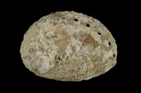 藏品(瘤鮑螺)的圖片